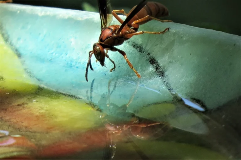 wasp