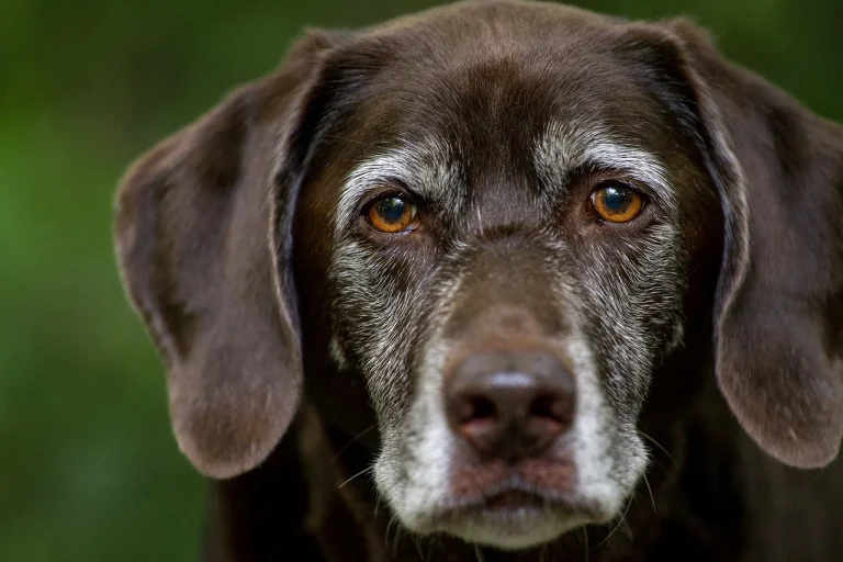 abrador Retriever: Cel Mai Popular Caine de Familie - Ce Trebuie sa Stii