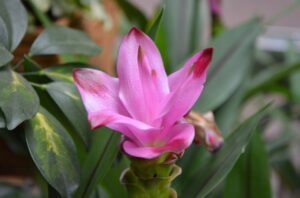 turmeric