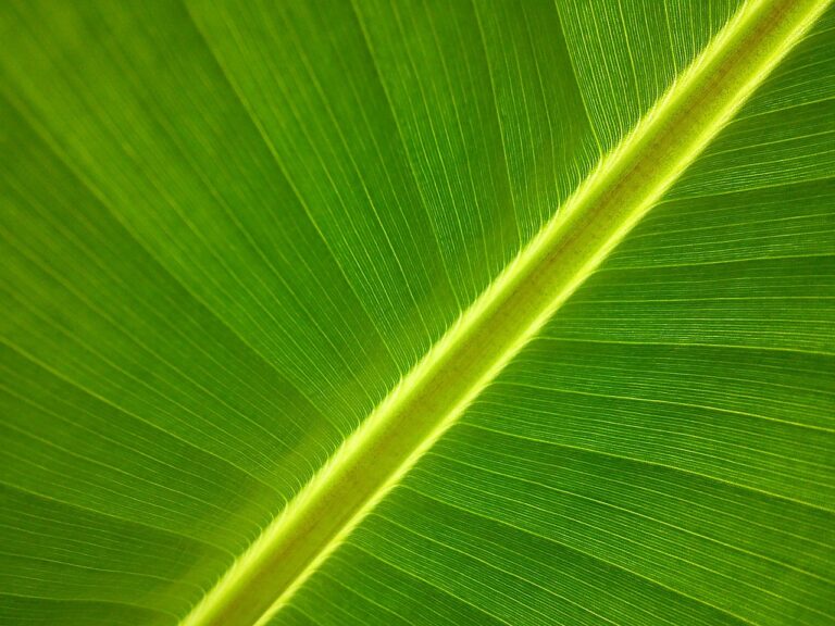 banane