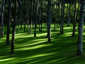 daunatorii plantelor