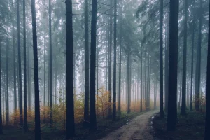 ingrijirea alunului de gradina