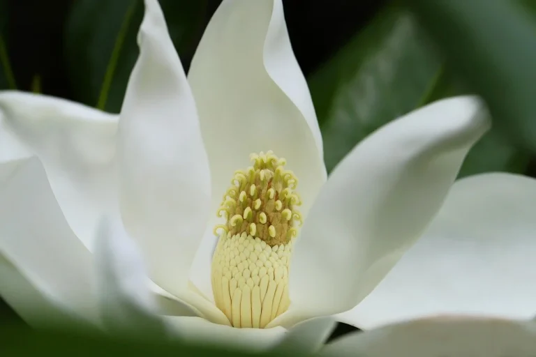 �ngrijirea magnoliei