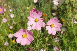 ingrijirea gardeniei