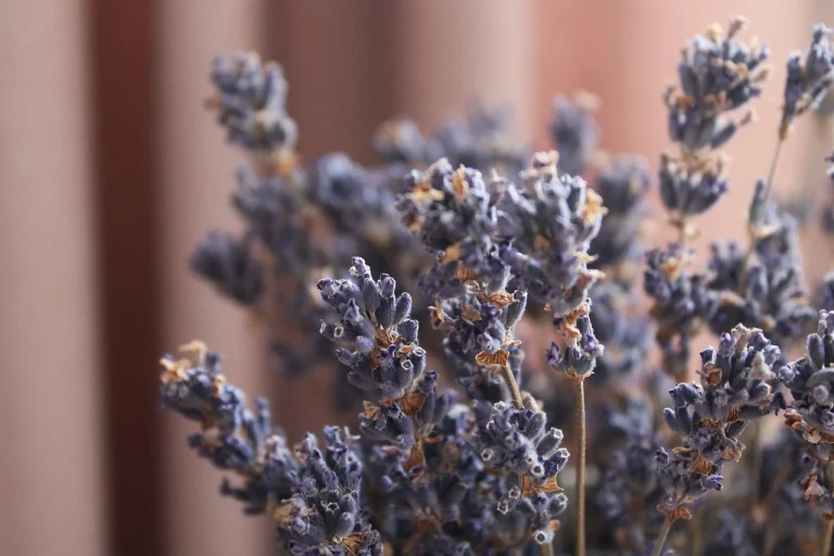 uleiul de lavanda