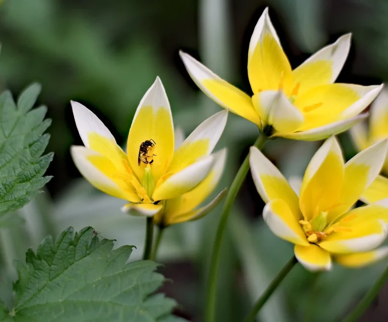 ingrijirea florilor