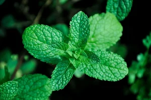 sirop de trandafiri cu menta
