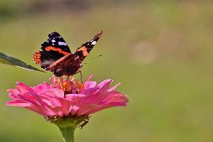 Cum functioneaza celulele stem si de ce sunt importante?